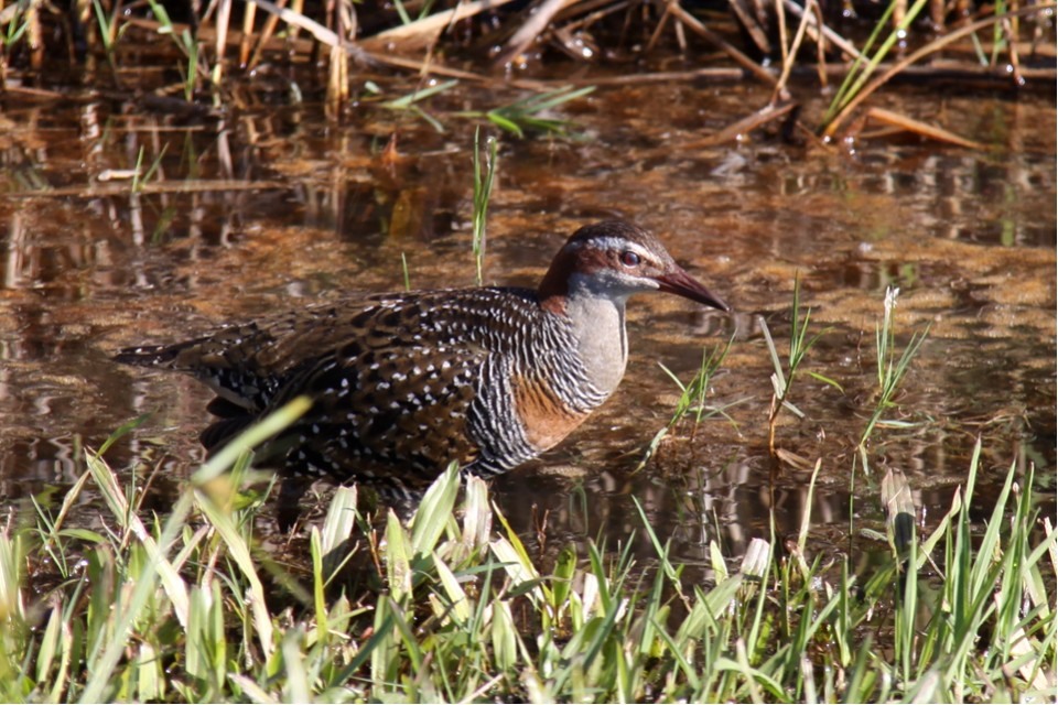 Buff-banded Rail (Gallirallus philippensis)